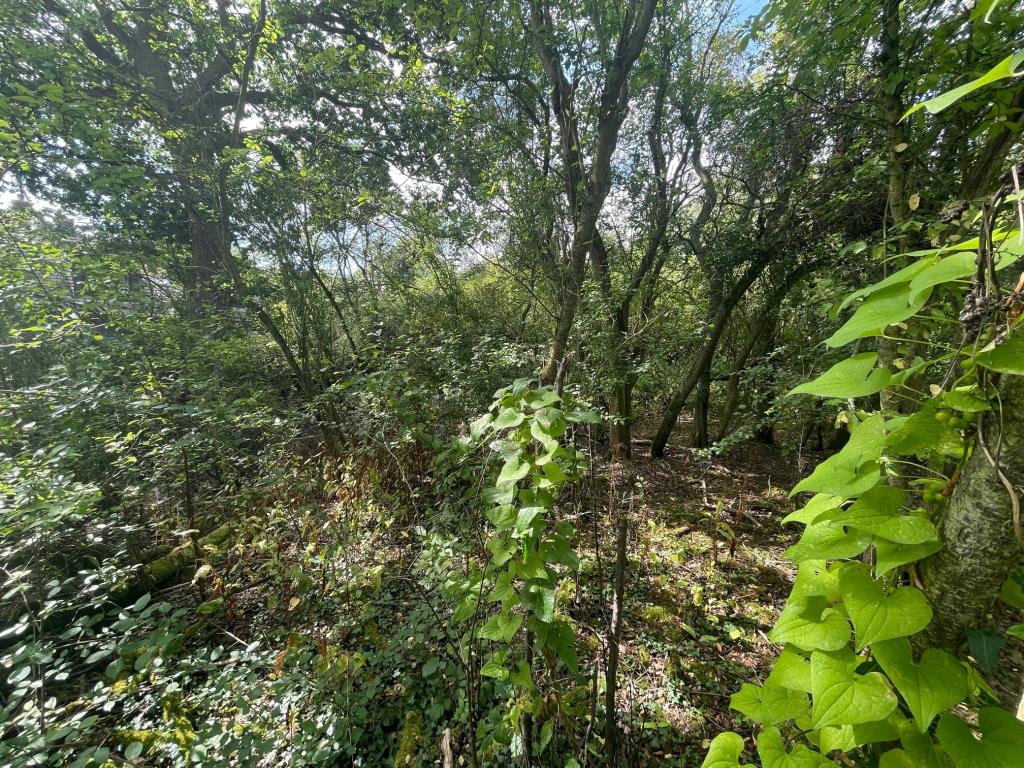 Lot: 152 - APPROX 0.5 ACRES OF FREEHOLD LAND - Freehold parcel of land in cressing approx half acres